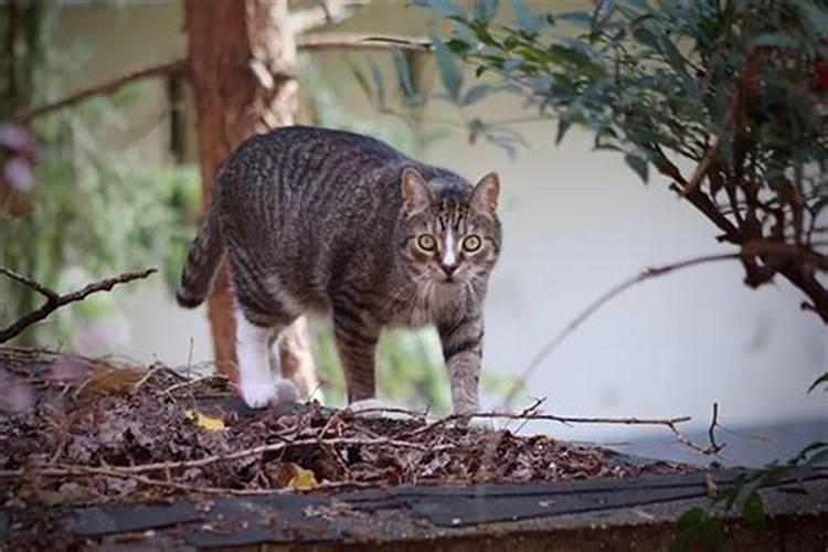 梦见被猫咬被猫追赶跑