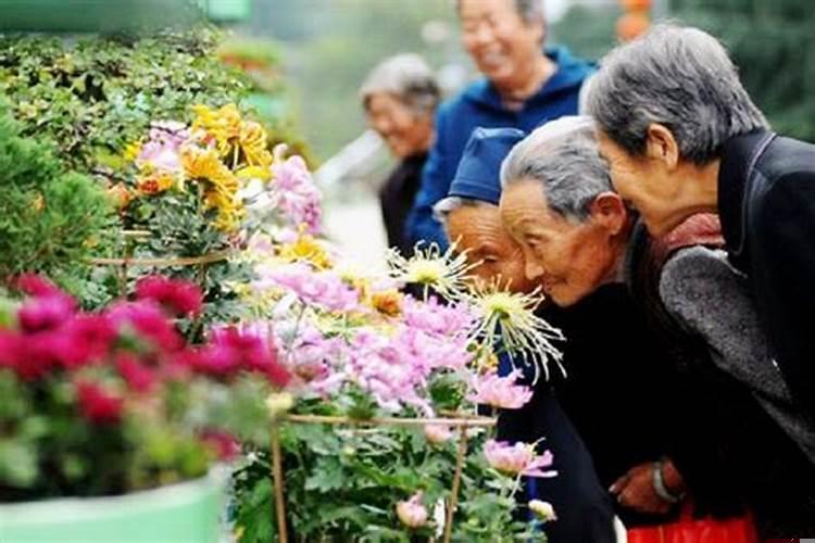 重阳节戴菊花的风俗