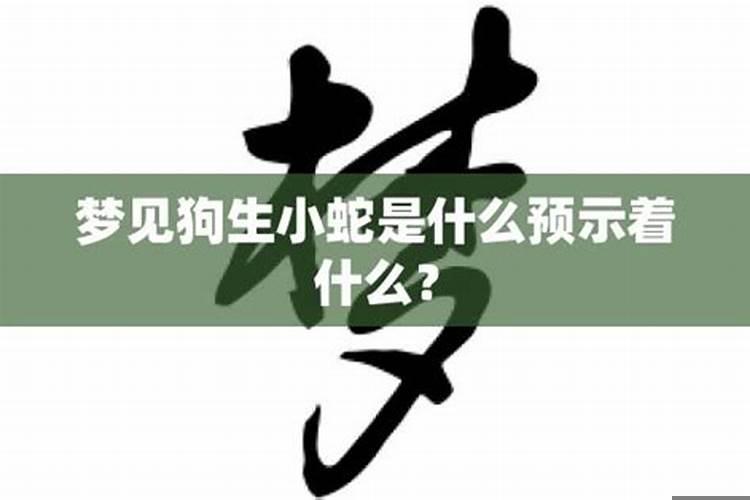 梦见狗和蛇是什么意思啊周公解梦