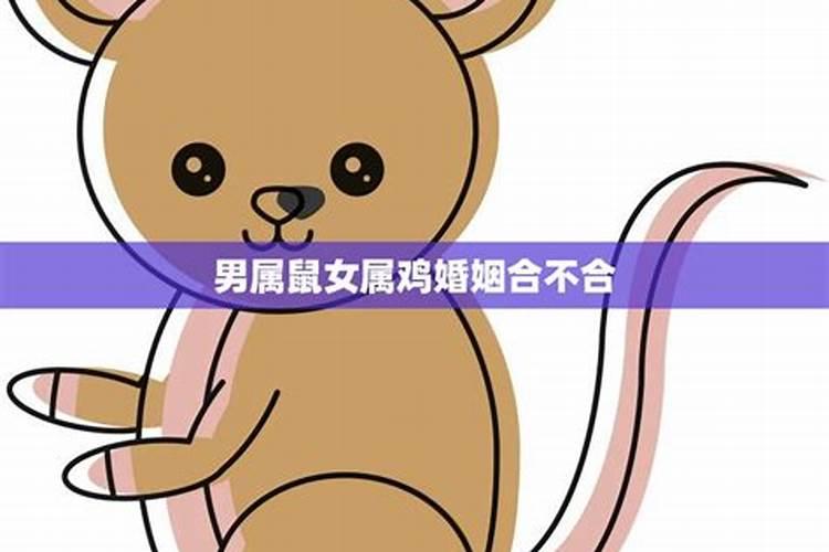 男属鼠女属猴八字合不合