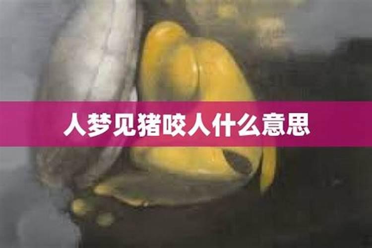 女人梦见猪咬我是什么意思啊