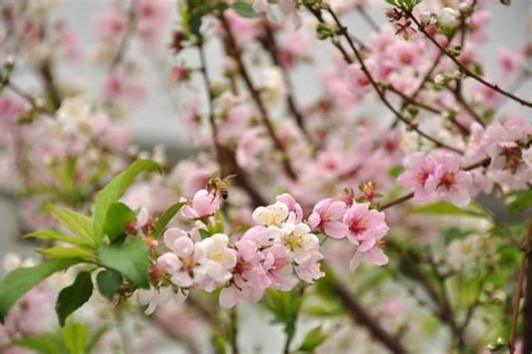 桃花坐命常欲迎情的意思