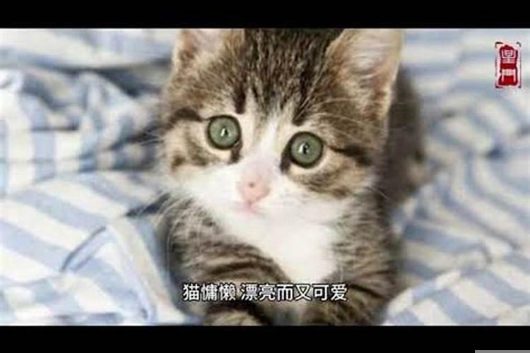 梦见猫是啥意思是什么