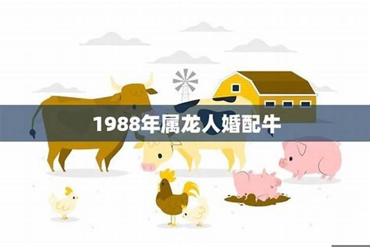 1988年属龙最佳婚配