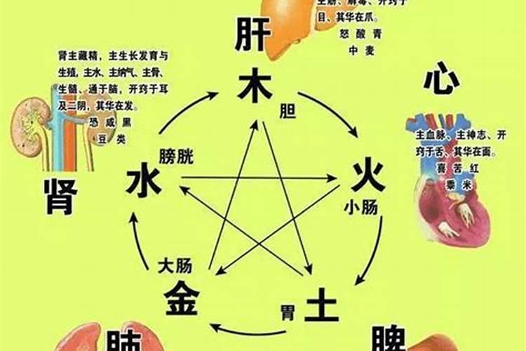 五脏在五行中的属性