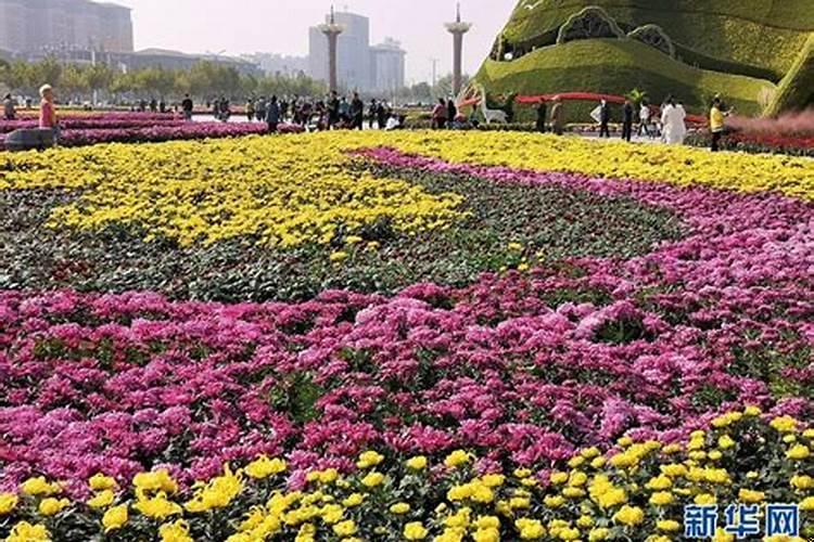 重阳节品菊的来历