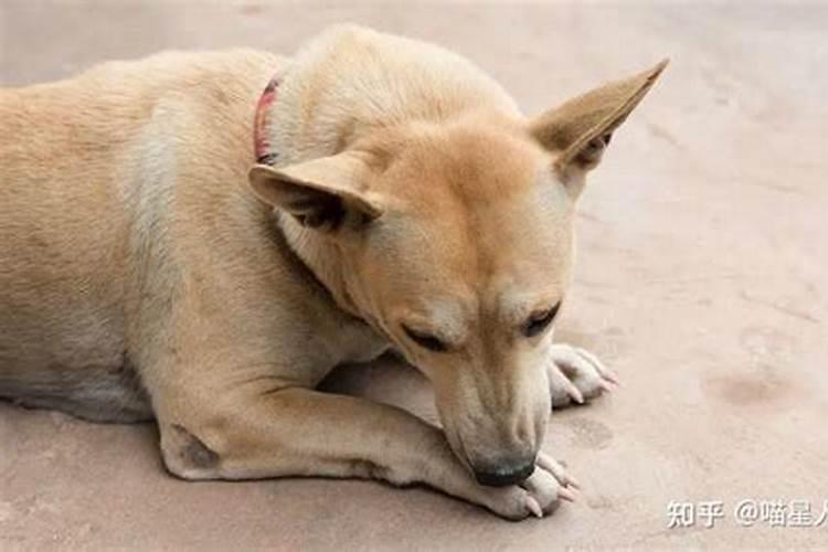 梦见狗狗一直跟着我舔我