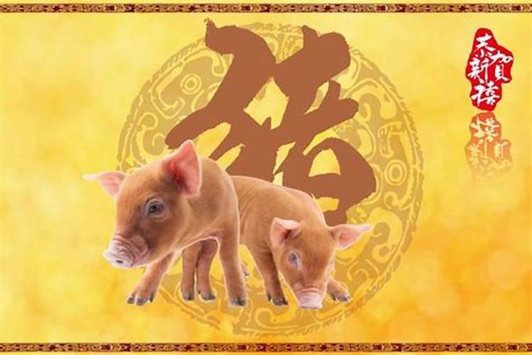 属猪今年财运