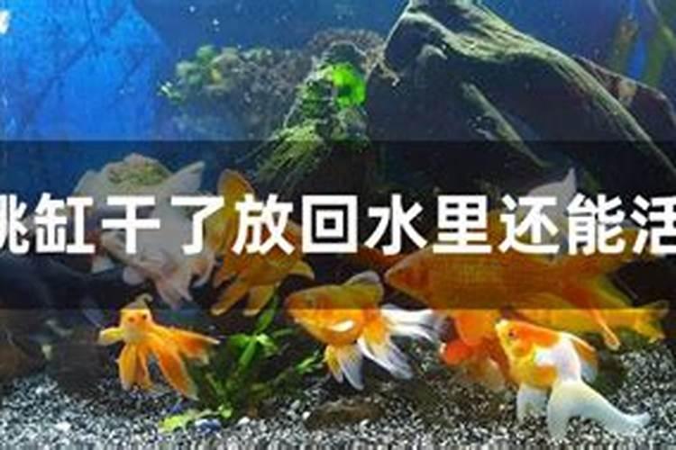 梦见救了鱼放回水里