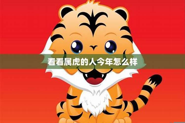 属虎人猪年运势怎样