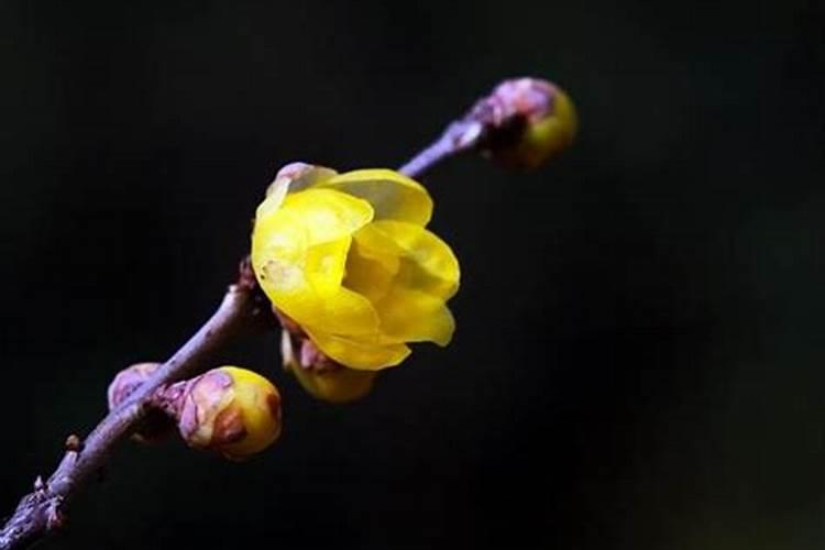 冬至时节盛开的花朵有哪些