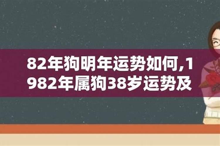 1982属狗今年的运程如何