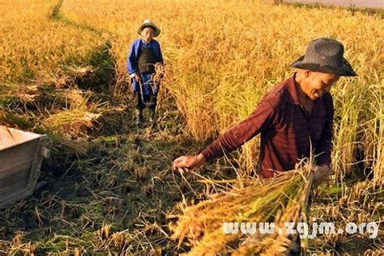 梦见谷子是什么意思梦到收谷子是什么意思