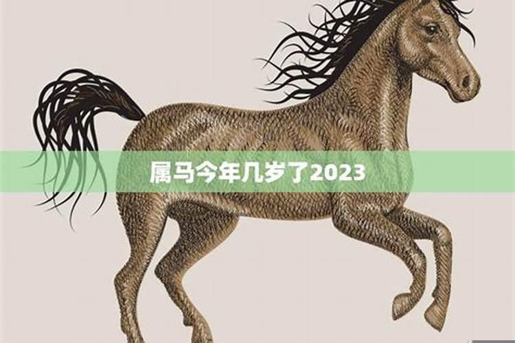 属马的几岁了2022