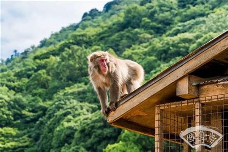 属猴女十月初一出生好不好