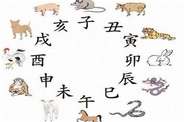 猪冲蛇会开什么生肖