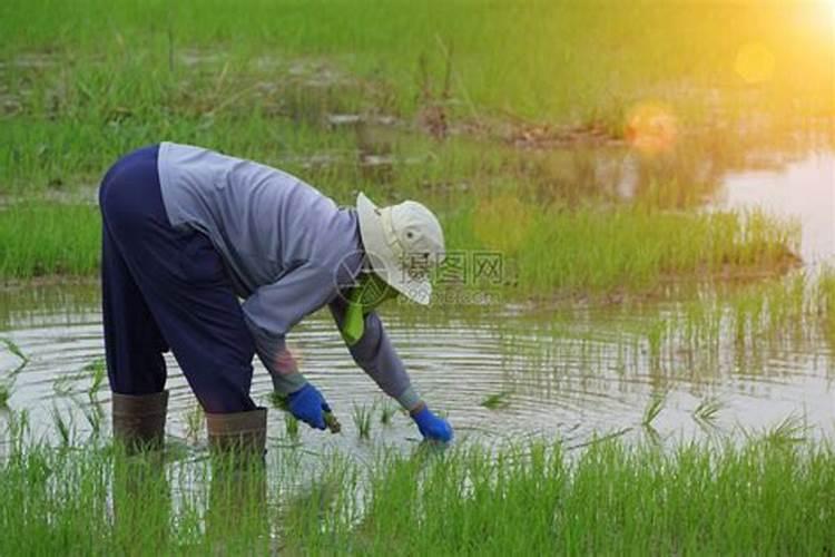 梦见别人建议种水稻