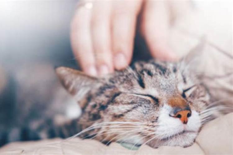 梦见猫是什么预兆女人有病