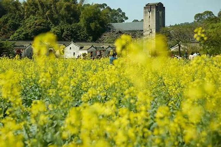 深圳清明节哪里赏花