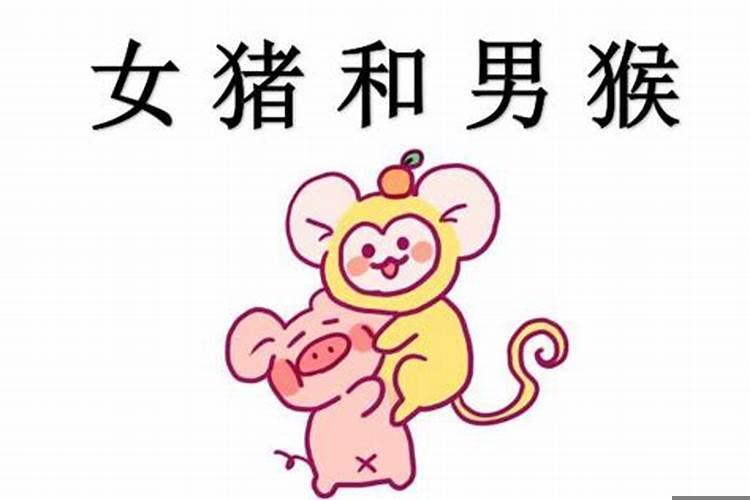 男猪女猴八字合不合