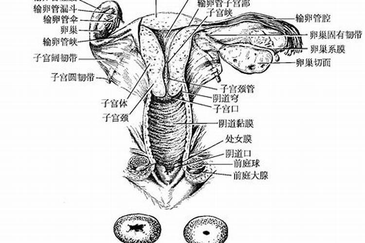 梦见女人生殖部位解梦