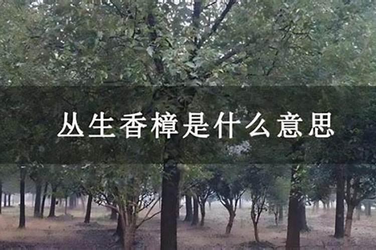 野草丛生打一生肖是什么动物