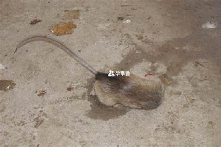 梦见死老鼠是什么意思