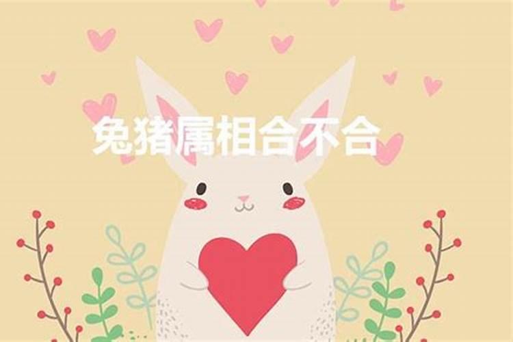 猪和兔的属相合不合