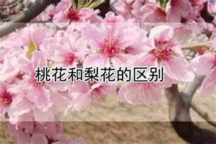 八字如何看桃花