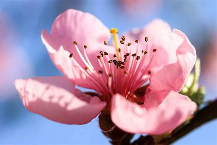 烂桃花可以避免吗