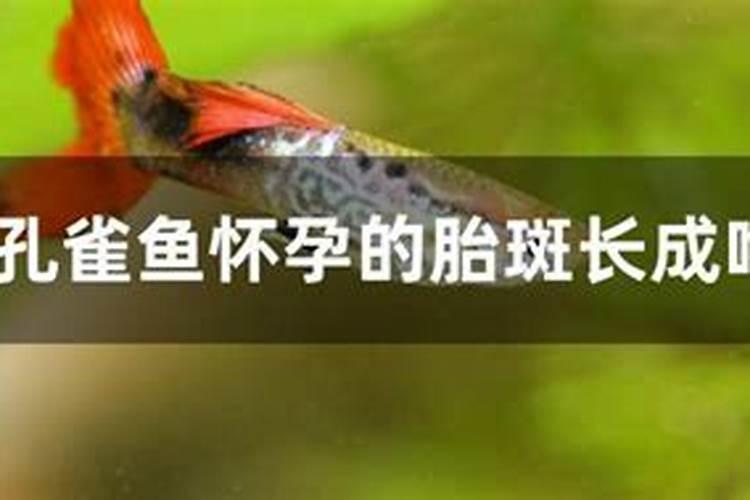 鱼是什么怀孕的