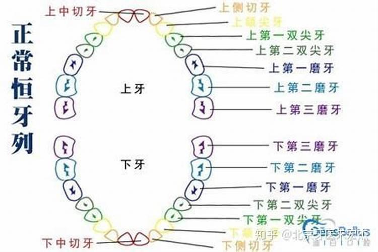 数别人的牙齿代表什么生肖