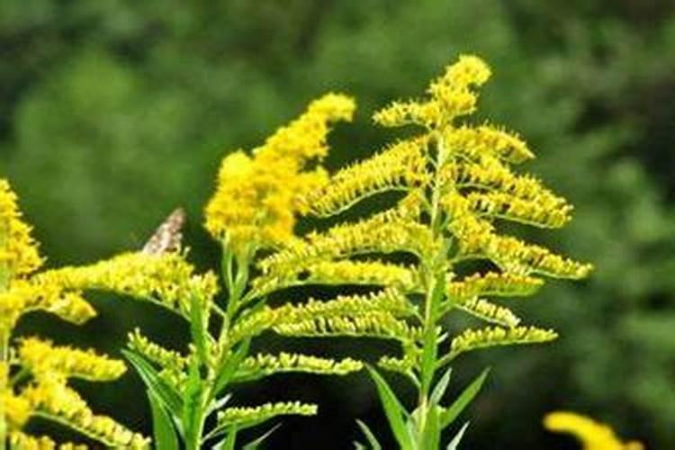 盂兰节农历七月十五日