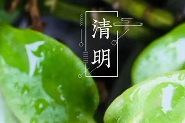 清明节是什么生肖节