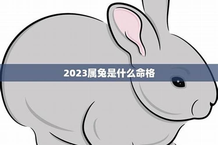 2023年属什么生肖兔是什么命