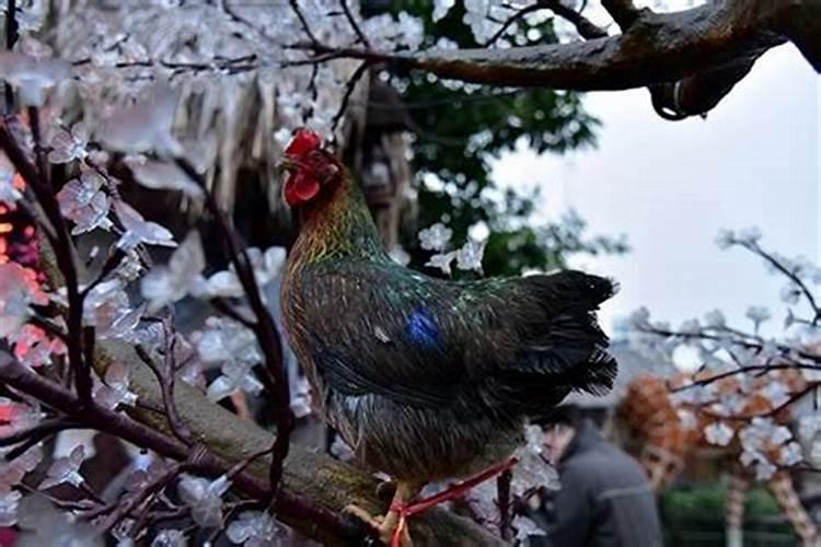 北京清明节去哪里扫墓好