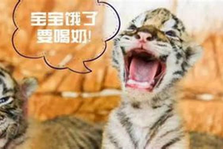 女人梦到猪是怀孕了吗怎么回事