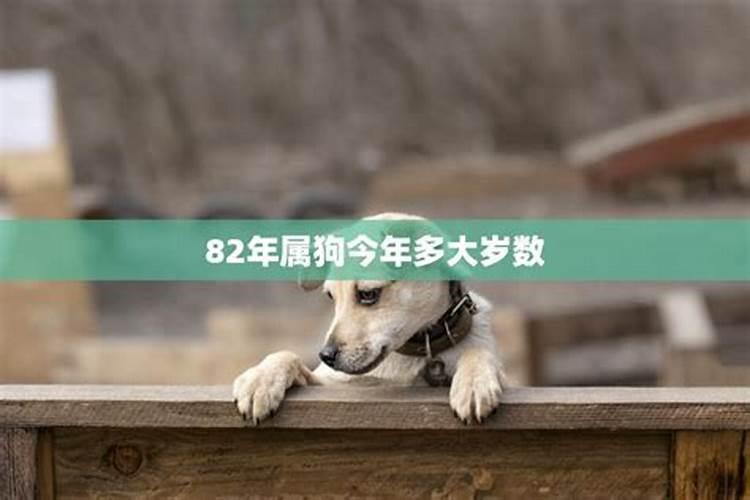 82年属狗今年运势2019