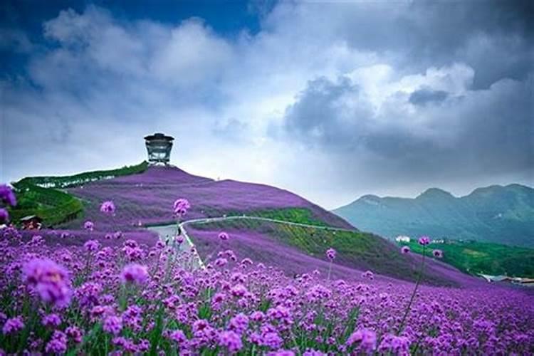 梦到花海是什么意思