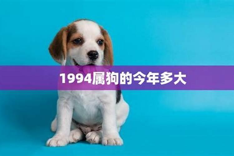 1994年属狗的吗