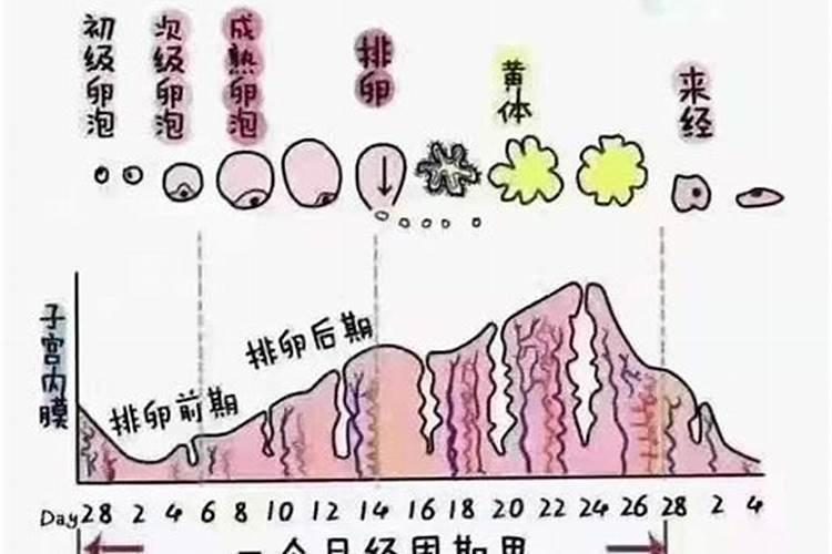 女人生理期计算公式