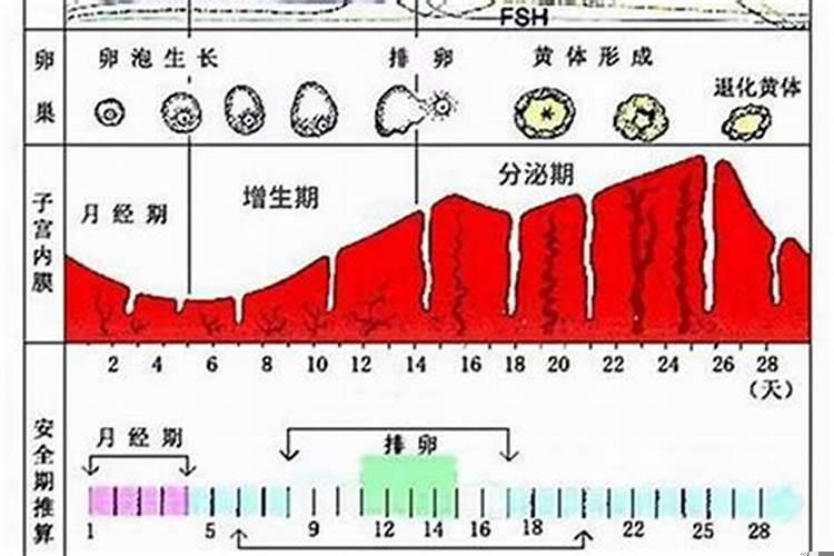 女人生理期计算公式