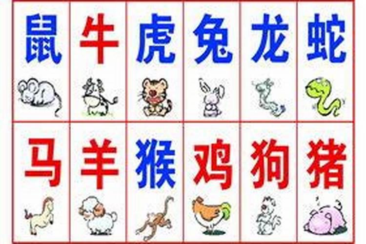 今年31属什么生肖属