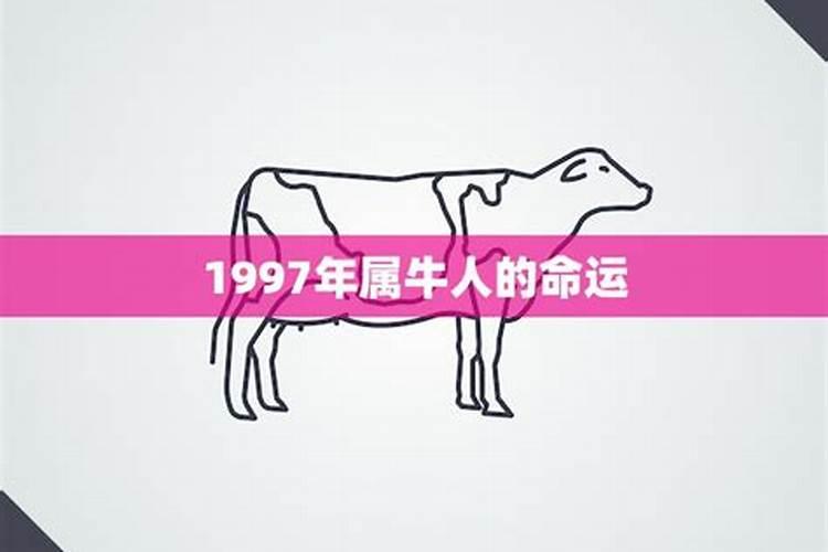 1997属牛人命运