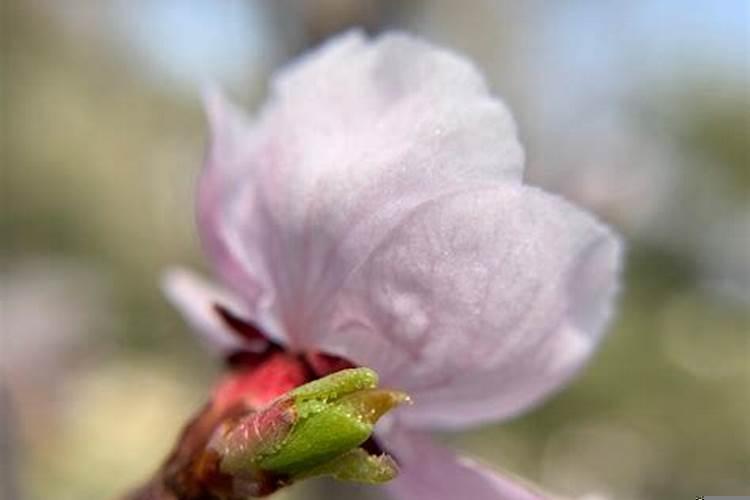 桃花挡财运