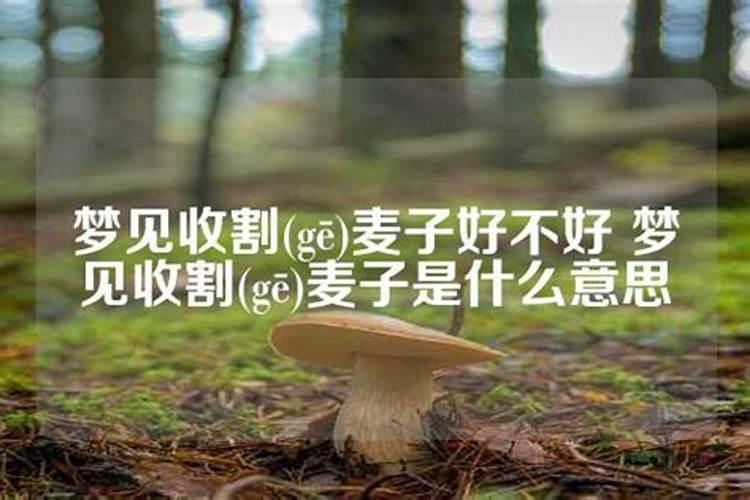 梦到拾麦子好不好