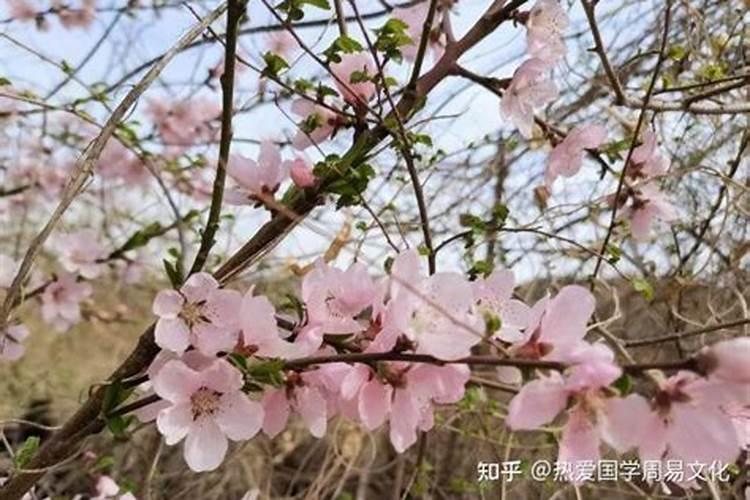 4朵正缘桃花多说明什么