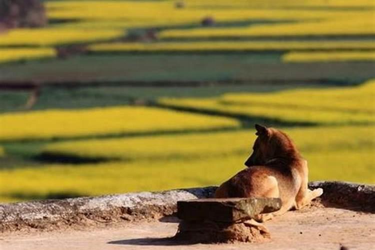 野外种地是什么生肖左边