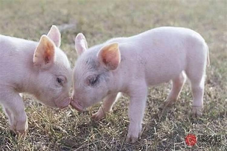 龙生肖犯太岁年份