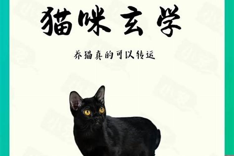 五行属金的人适合养猫吗